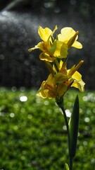 yellow flower in the garden