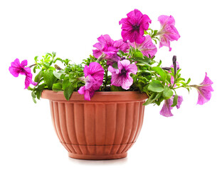 Purple petunia in the pot.