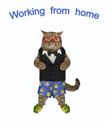 A beige cat dressed in a black suit, underpants and sea slippers is working from home. White background. Isolated.