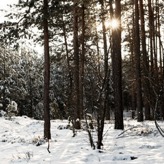Sun flare in winter forest landscape. Snow on trees. Forest snowy scene.