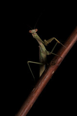 Green Praying Mantis on Black Background