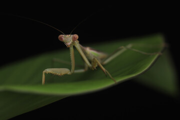 Green Praying Mantis on Black Background