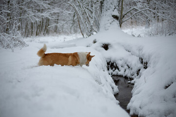 A Welsh Corgi Pembroke dog stands by a stream in winter scenery