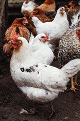 Home and broiler chicken. Mixed breed of chickens.