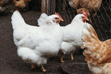 Home and broiler chicken. Mixed breed of chickens.