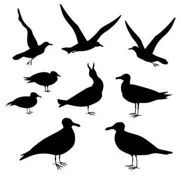 Gulls. Hand drawn black realistic silhouette vector illustration.