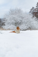Welsh Corgi Pembroke dog in winter scenery