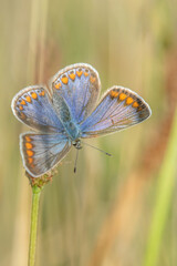 Common blue icarus butterfly on leaf (polyommatus icarus)