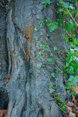 Ivy growing on a tree