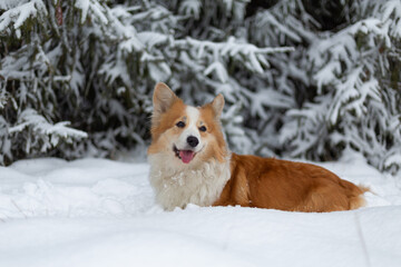 Welsh Corgi Pembroke dog in winter scenery