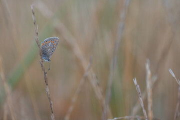 Common blue icarus butterfly on leaf (polyommatus icarus)