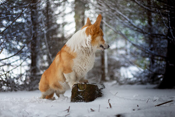 A Welsh Corgi Pembroke dog stands on a stump in winter scenery and looks back