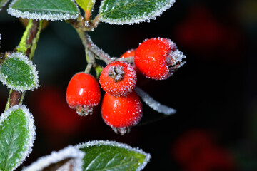 berries on a bush
