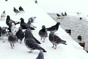 Fototapeta premium Duck, swans and doves on frozen lake. People are feeding hungry birds.