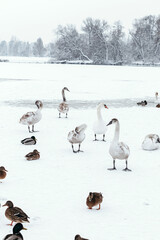 Duck swans on frozen lake. People are feeding hungry birds.