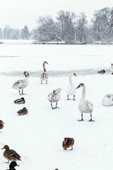 Duck swans on frozen lake. People are feeding hungry birds.