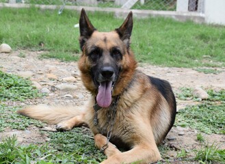 Pastor Alem&aacute;n