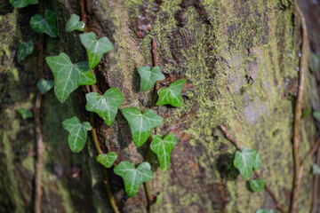 Ivy growing on a tree