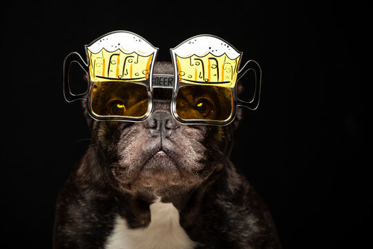image of dog glasses dark background 