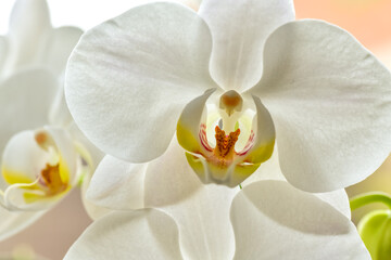 Fototapeta na wymiar close-up of an orchid flower, large fleshy leaves