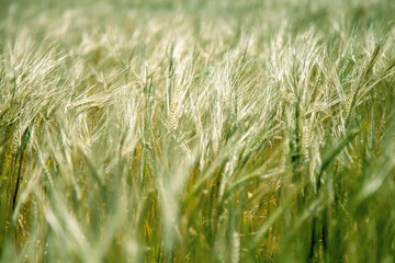 barley field in sunset time. Agriculture, agronomy, industry concept.