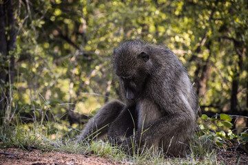 Close-up of a baboon sitting alone on the floor next to trees in Kruger National Park, South Africa.