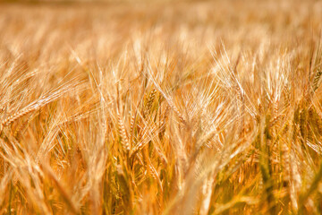 Barley field . Agriculture, agronomy, industry concept.