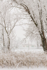 Winter landscape - frosty trees in snowy forest in the sunny morning. Tranquil winter nature in sunlight.