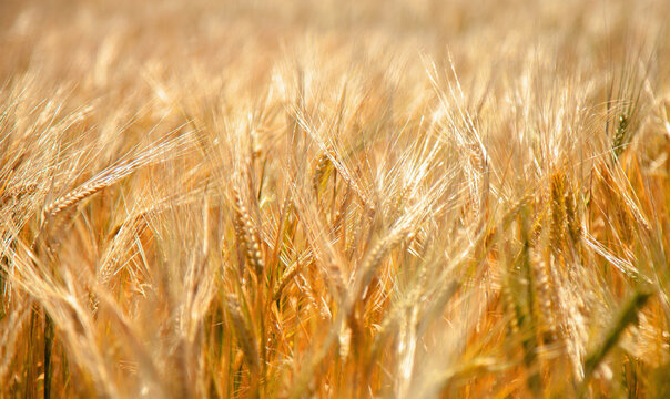Barley field at sunset. Agriculture, agronomy, industry concept. Horizontal image.