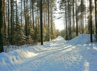 Beautiful snowy winter landscape panorama with forest and sun during golden hour. Sun shines through trees and casts golden light on snow. Russia, Ural. Photo with copy space