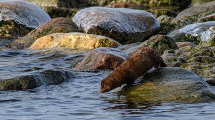 Mink along the lake
