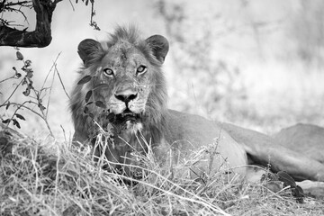 Male african lion free roaming in the shade in black and white