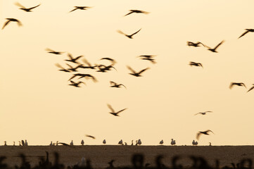 A motion blur image showing Socotra cormorants in flight at Hawar island, Bahrain