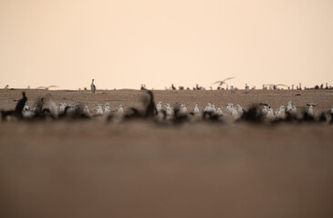 Selective focus on Seagulls in the mid of Socotra cormorants at Hawar island of Bahrain
