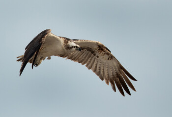 Osprey in flight at Hawar island of Bahrain