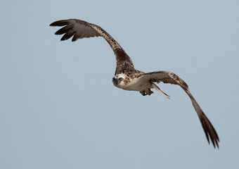 Osprey in flight at Hawar island of Bahrain