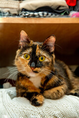 naughty mischievous and cute young cat climbed into the closet and sits slandering out of jersey