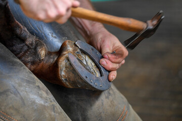 A farrier attaching a horseshoe to a horse hoof
