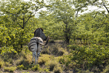 Back view of a zebra alone in the bushes in Kruger National Park, South Africa.