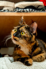 naughty mischievous and cute young cat climbed into the closet and sits slandering out of jersey