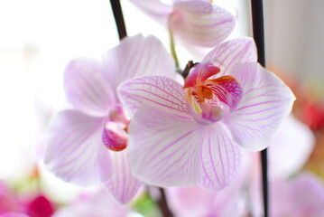 Fototapeta na wymiar White and pink orchids indoors next to a sunny window