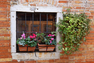 Fototapeta na wymiar flowers and ivy on a window with a cast-iron grate, against the background of a very old brick wall
