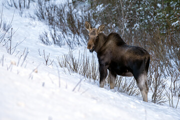 Young moose, a calf (Alces alces) eating twigs in a snowy forest