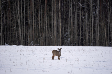 Fototapeta premium Roe deer have come out of the forest on a white cereal field in search of food