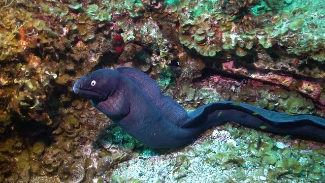 Black Moray Eel (Muraena augusti), El Hierro, Canary Islands