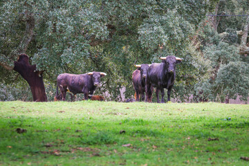 Wild bulls in the fields. Portuguese bullfighting. Portuguese bulls in the plains oof Ribatejo