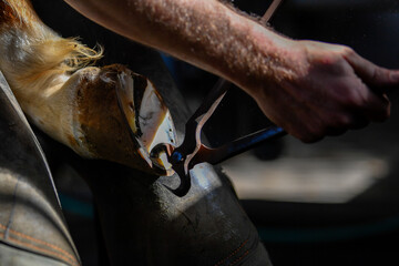 A farrier adjusting a horseshoe 