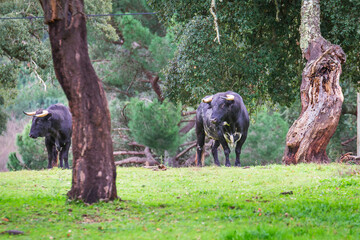 Wild bulls in the fields. Portuguese bullfighting. Portuguese bulls in the plains oof Ribatejo