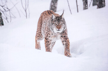 Junger europäischer Luchs streift durch sein Gebiet in Norwegen. Großkatzen in freier Wildbahn im Winter. 