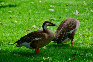 Schwanengänse im Stadtpark Karlsruhe - Swan geese in the Karlsruhe city park Germany